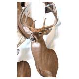 11 Point Whitetail Deer Shoulder Mount Taxidermy