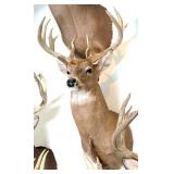 13 Point Whitetail Deer Shoulder Mount Taxidermy