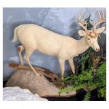 Albino 11 Point Full Body Whitetail Deer Taxidermy