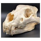 African Lion Skull Taxidermy Mount INDIANA RESIDEN