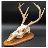 7 Point Whitetail Skull Taxidermy Mount on Europea