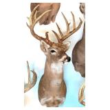 13 Point Whitetail Deer Shoulder Mount Taxidermy