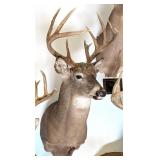 11 Point Whitetail Deer Shoulder Mount Taxidermy
