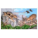 Fighting Wolf and Whitetail Deer Taxidermy Display