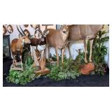 Taxidermy Habitat Faux Greenery
