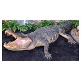 13ft American Alligator Full Body Taxidermy Mount
