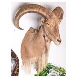 Aoudad Sheep Shoulder Mount Taxidermy