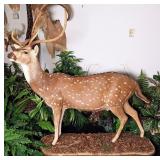 Axis Deer Full Body Taxidermy Mount