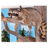 Lounging Raccoon Full Body Taxidermy Wall Mount