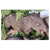 Javelina Full Body Taxidermy Mount on Rolling Habi