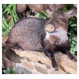 Resting Javelina Full Body Taxidermy Mount