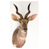 African Lesser Kudu Shoulder Mount Taxidermy