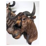 African Black Wildebeest Shoulder Mount Taxidermy