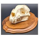 Mountain Lion / Cougar Skull Taxidermy Mount on Eu