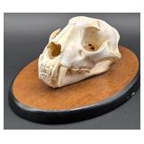 African Leopard Skull Taxidermy Mount INDIANA RESI