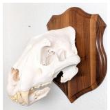 SCI SILVER MEDAL CLASS African Lion Skull Taxiderm