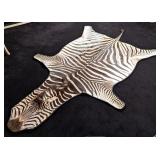 African Zebra Hide Taxidermy Rug w/ Black Carpet B
