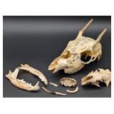 African Antelope Skull, Jawbones, and Other Bone F
