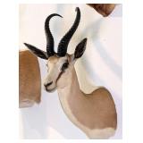 Springbok Shoulder Mount Taxidermy