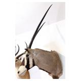 Gemsbok Shoulder Mount Taxidermy