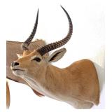African Red Lechwe Shoulder Mount Taxidermy INDIAN