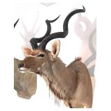 African Greater Kudu Shoulder Mount Taxidermy