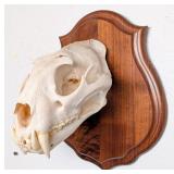 SCI SILVER MEDAL CLASS African Leopard Skull Taxid