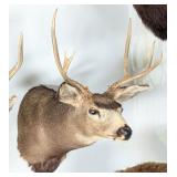7 Point Mule Deer Shoulder Mount Taxidermy