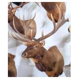 10x10 Bull Elk Shoulder Mount Taxidermy