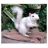 Albino Squirrel Full Body Taxidermy Mount on Drif