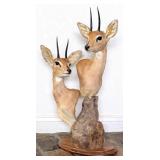 (2) Steenbok Shoulder Mount Taxidermies on Wood Pl
