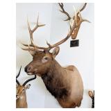 6x6 Elk Shoulder Mount Taxidermy