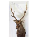 10 Point Sika Deer Shoulder Mount Taxidermy