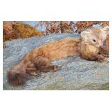 American Marten Full Body Taxidermy Mount