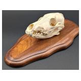 Coyote Skull Taxidermy Mount on Wood Pedestal Stan