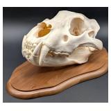 SCI BRONZE MEDAL CLASS African Lion Skull Taxiderm