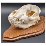 Hyena Skull Taxidermy Mount on European Style Wood
