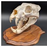 African Leopard Skull Taxidermy Mount INDIANA RESI