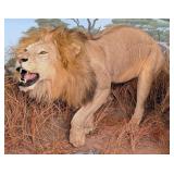 Male African Lion Full Body Taxidermy Mount INDIAN