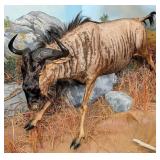 African Blue Wildebeest Full Body Mount Taxidermy