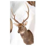 8 Point Sika Deer Shoulder Mount Taxidermy