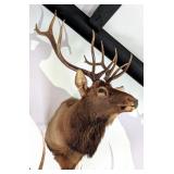 6x6 Bull Elk Shoulder Mount Taxidermy