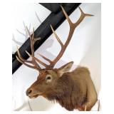 6x6 Bull Elk Shoulder Mount Taxidermy