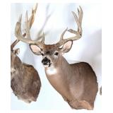 11 Point Whitetail Deer Shoulder Mount Taxidermy