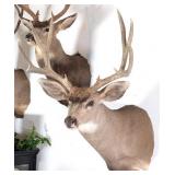 8 Point Mule Deer Shoulder Mount Taxidermy
