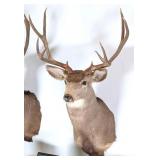 8 Point Mule Deer Shoulder Mount Taxidermy