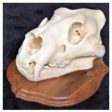 African Lion Skull Taxidermy Mount INDIANA RESIDEN