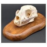 Bobcat Skull Taxidermy Mount on European Style Woo