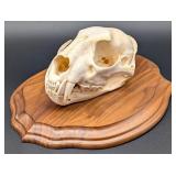 African Leopard Skull Taxidermy Mount INDIANA RESI
