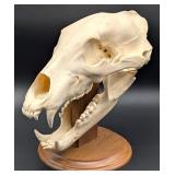 Romanian Brown Bear Skull on Pedestal Base